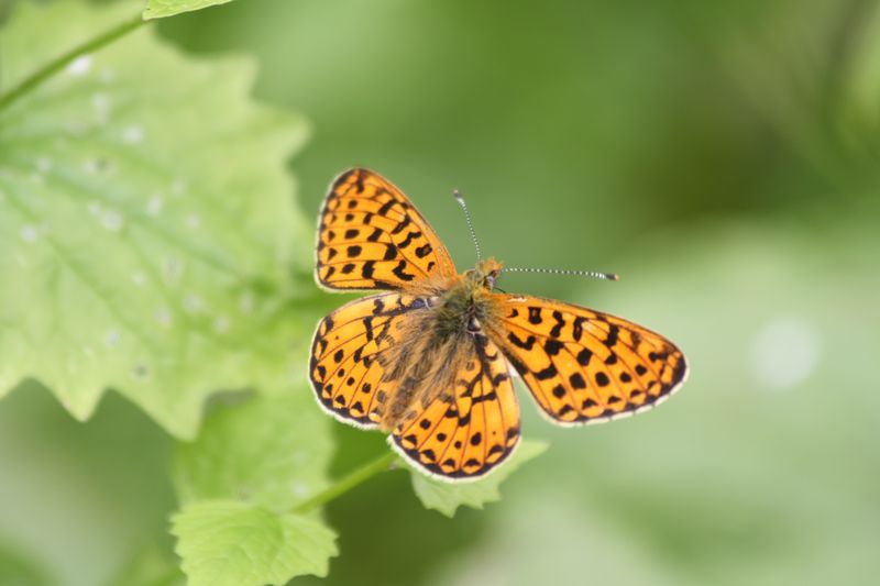 Melitae sp . (cinxia)?